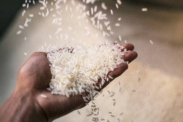 Rice grain on a farmer hand