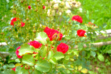 bright red tea roses in the garden