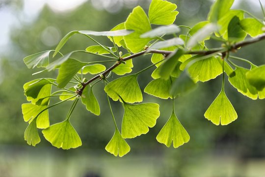 Leaves of a Ginkgo tree
