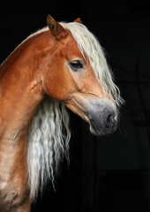 Fototapeta na wymiar Portrait sorrel haflinger stallion in dark stable background