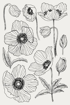Anemone flower vector drawing set. Isolated wild plant and leaves. Herbal engraved style illustration. Detailed botanical sketch. Flower concept. Botanical concept.