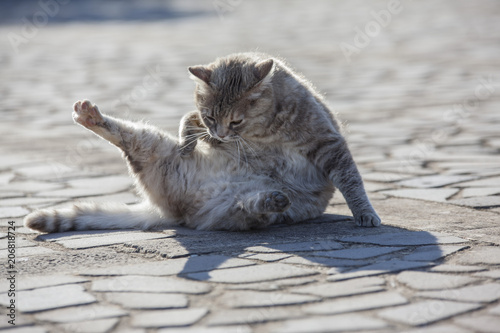 Gatto Che Si Lava Stock Photo And Royalty Free Images On Fotolia