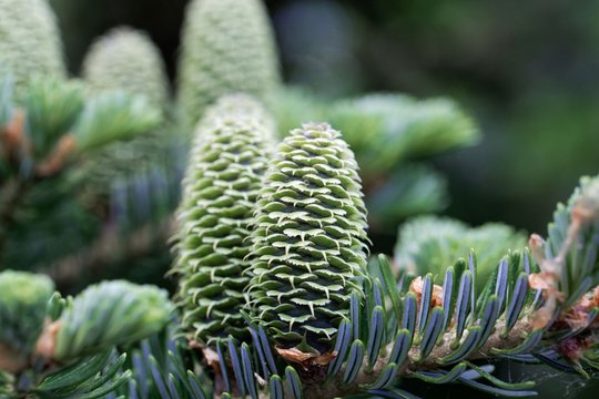 Cones Of A Fraser Fir (Abies Fraseri)