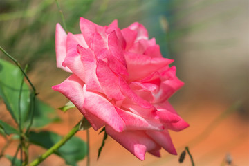 Pink rose in the garden.