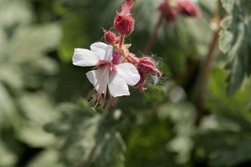 Bigroot geranium (Geranium macrorrhizum)