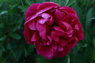 Rose humide