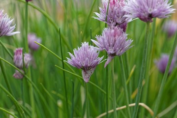 Chives flwoers (Allium schoenoprasum)