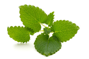 Mint leaf close up on a white background.