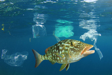 Plastic ocean. Fish among plastic bags polluting the sea. Microplastics contaminate seafood 