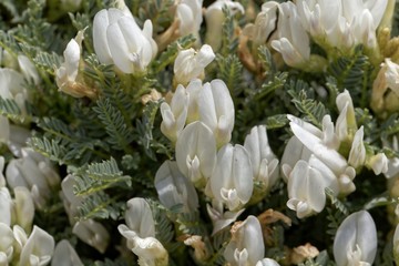 Fototapeta premium Flowers of the milkvetch Astragalus angustifolius