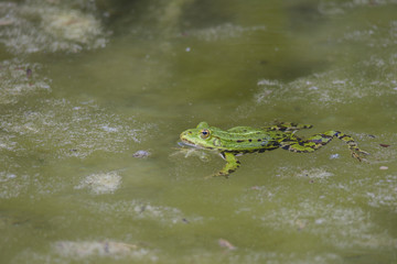 A pond frog is swimming in the algae-covered water of a pond