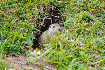 Gopher near his burrow in the steppes of Bashkortostan