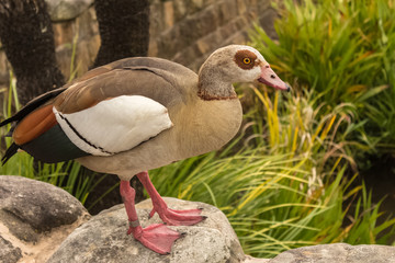 Egyptian goose