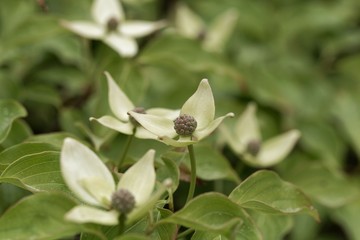Flower of a Korean dogwood (Cornus kousa)