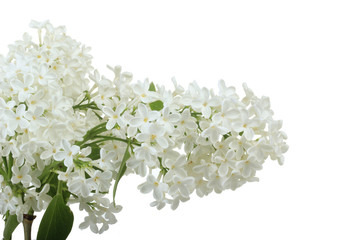 branches of white lilac isolated