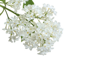 branch of white lilac isolated