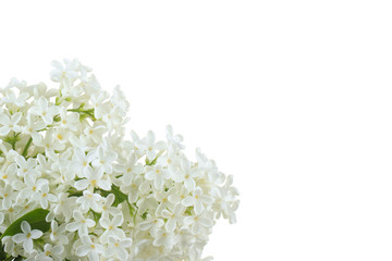 white lilac isolated on white