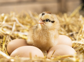 New born chick in straw nest