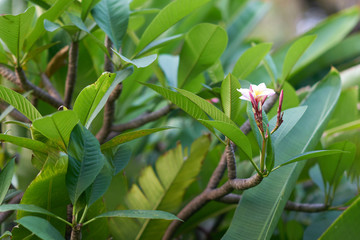 Obraz premium blooming of pink ,white orchid on branches of green leaves and bush in garden