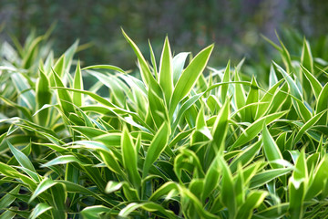 white stripes edge long leaves bush with sun light