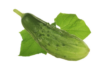 cucumber with leaves  isolated