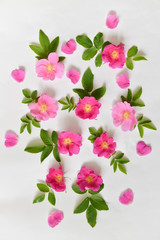 flowers lie on background. contrast design. floristics. floristic composition