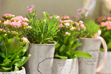 Naklejka premium Pots with fresh pink flowers in the shop window