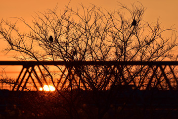 鳥と夕焼け