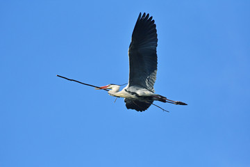 飛ぶ鳥