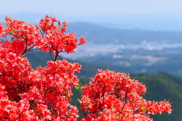 徳仙丈山の満開のツツジと気仙沼湾。気仙沼　宮城　日本。５月下旬。