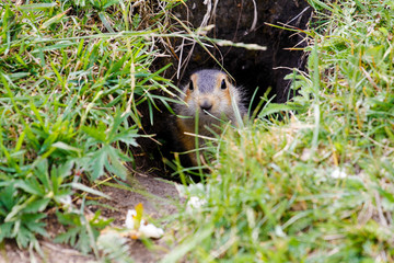 Gopher near his burrow in the steppes of Bashkortostan