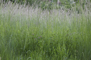 Fresh spring green grass; high green grass background; selective focus.