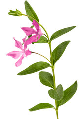 Obraz premium Pink flower of periwinkle, lat. Vinca, isolated on white background