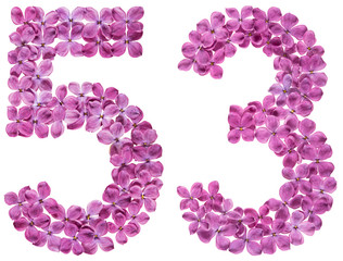 Arabic numeral 53, fifty three, from flowers of lilac, isolated on white background