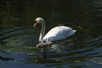 White swan with two cygnets