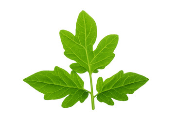 fresh leaves of tomato isolated