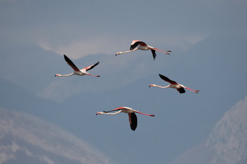 Greater flamingo, Phoenicopterus roseus