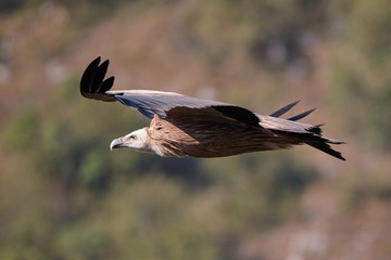 Griffon vulture, Eurasian griffon (Gyps fulvus) vulture