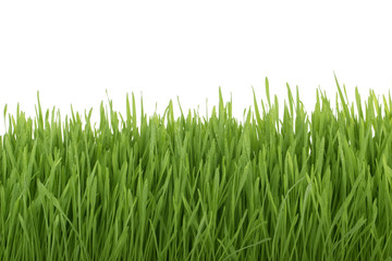 Fototapeta na wymiar fresh green grass on white background isolated