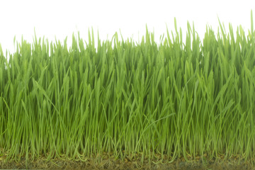 fresh green grass on white background isolated
