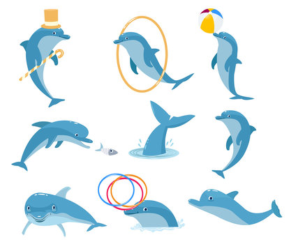The most intelligent animal is the dolphin he plays with people and rolls them on himself