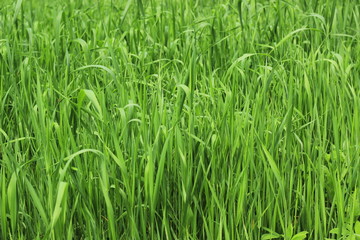 fresh green grass background