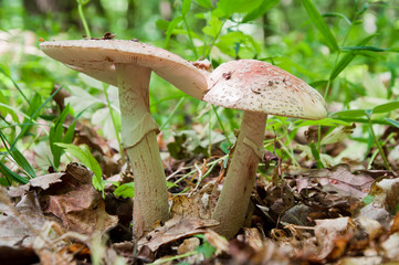 Two mushrooms grow in the woods. Edible Blusher fungi Amanita rubescens