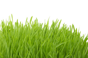 green gras isolated