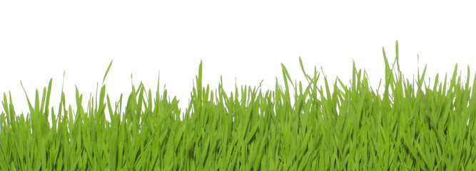 green grass isolated on white, banner