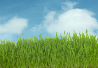 Obraz na płótnie Canvas green grass on blue sky with clouds background