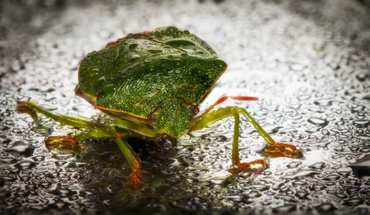 Dolycoris baccarum, the sloe bug, is a species of shield bug in the family Pentatomidae Pest of...