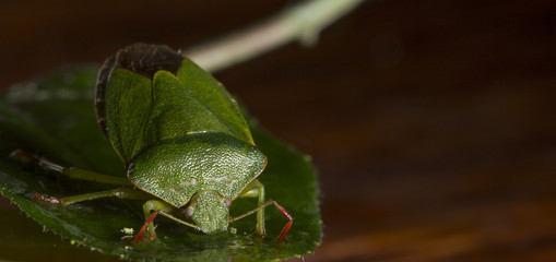 Dolycoris baccarum, the sloe bug, is a species of shield bug in the family Pentatomidae Pest of crops