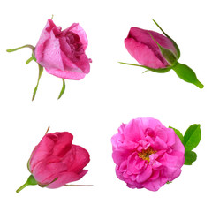 set of flowers of dog rose isolated