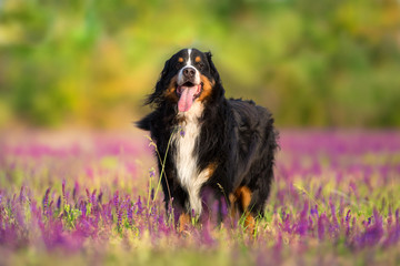 Bernese dog in violet flowers meadow